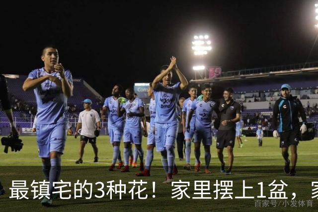 最镇宅的3种花！家里摆上1盆，家宅安稳气场旺，晦气邪气不进门